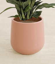 Lade das Bild in den Galerie-Viewer, Calm Rose stand:all