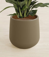Lade das Bild in den Galerie-Viewer, Olive stand:all