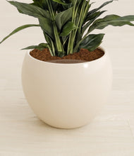 Load image into Gallery viewer, Shiny EggWhite stand:all