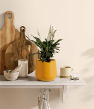 Lade das Bild in den Galerie-Viewer, Mustard