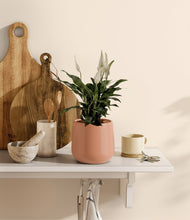 Lade das Bild in den Galerie-Viewer, Calm Rose