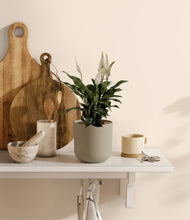 Lade das Bild in den Galerie-Viewer, Sage Green