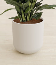 Lade das Bild in den Galerie-Viewer, Natural Bamboo stand:all