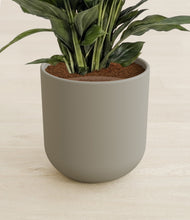 Lade das Bild in den Galerie-Viewer, Sage Green stand:all