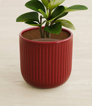 Load image into Gallery viewer, Striped Cherry Red stand:all