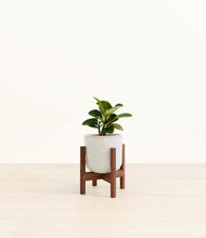 Load image into Gallery viewer, Hammered Ivory stand:walnut