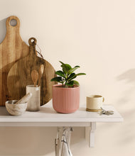 Load image into Gallery viewer, Striped Rose Pink