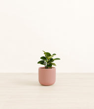 Load image into Gallery viewer, Striped Rose Pink*****Profile