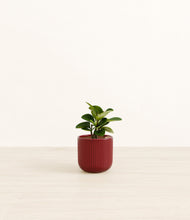 Load image into Gallery viewer, Striped Cherry Red*****Profile