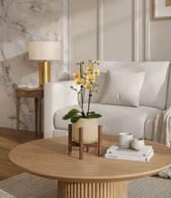 Load image into Gallery viewer, Almond Green stand:walnut