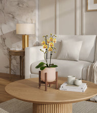 Load image into Gallery viewer, Gentle Pink stand:walnut