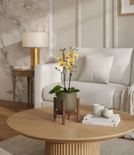 Load image into Gallery viewer, Olive stand:walnut