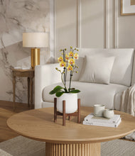 Load image into Gallery viewer, White stand:walnut