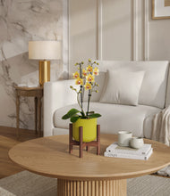 Load image into Gallery viewer, Key Lime Yellow stand:walnut