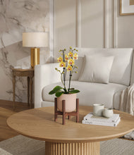 Load image into Gallery viewer, Sandy Pink stand:walnut
