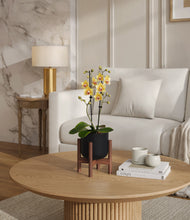 Load image into Gallery viewer, Stone Black stand:walnut