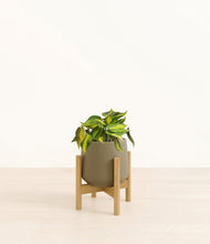Load image into Gallery viewer, Olive stand:bamboo