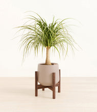 Load image into Gallery viewer, Eternal Gray stand:walnut