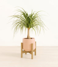 Load image into Gallery viewer, Gentle Pink stand:bamboo
