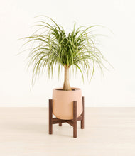 Load image into Gallery viewer, Gentle Pink stand:walnut