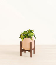 Load image into Gallery viewer, Gentle Pink stand:walnut