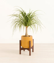 Load image into Gallery viewer, Mustard stand:walnut