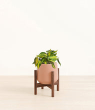Load image into Gallery viewer, Calm Rose stand:walnut
