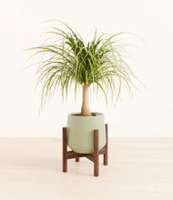 Load image into Gallery viewer, Turquoise stand:walnut