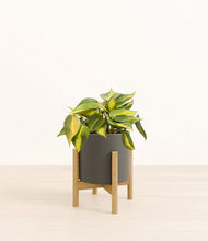 Load image into Gallery viewer, Dark Olive stand:bamboo