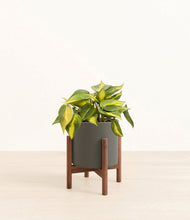 Load image into Gallery viewer, Dark Olive stand:walnut