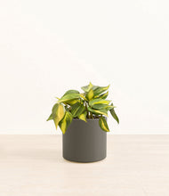 Load image into Gallery viewer, Dark Olive*****Profile