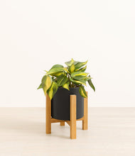 Load image into Gallery viewer, Black stand:light