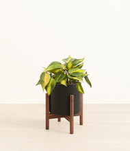 Load image into Gallery viewer, Black stand:walnut