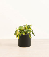 Load image into Gallery viewer, Black*****Profile