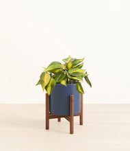 Load image into Gallery viewer, Deep Navy stand:walnut