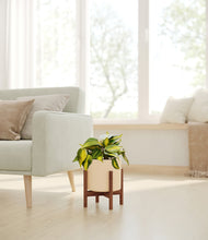 Load image into Gallery viewer, Cream stand:walnut