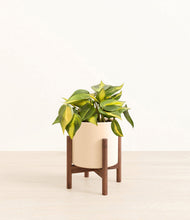 Load image into Gallery viewer, Cream stand:walnut