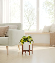 Load image into Gallery viewer, White stand:walnut