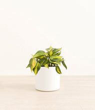 Load image into Gallery viewer, White*****Profile