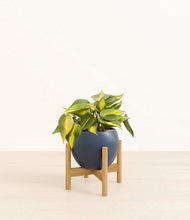 Load image into Gallery viewer, Deep Navy stand:bamboo