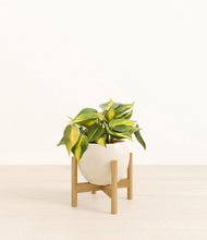Load image into Gallery viewer, Shiny EggWhite stand:bamboo