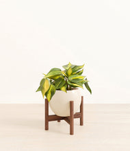 Load image into Gallery viewer, Shiny EggWhite stand:walnut