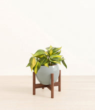 Load image into Gallery viewer, Deep Ocean stand:walnut