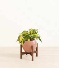 Load image into Gallery viewer, Calm Rose stand:walnut
