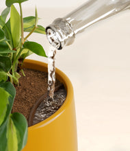 Load image into Gallery viewer, Mustard stand:all