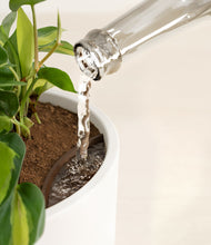 Load image into Gallery viewer, Shiny EggWhite stand:all