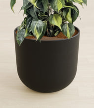 Load image into Gallery viewer, Stone Black stand:all