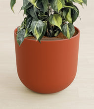 Load image into Gallery viewer, Earth Red stand:all