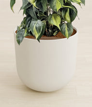 Load image into Gallery viewer, Natural Bamboo stand:all