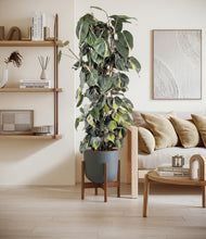 Load image into Gallery viewer, Sage Green stand:walnut